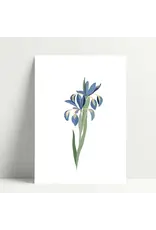 Poussière des rues Wenskaart - Iris - Postkaart + Envelop