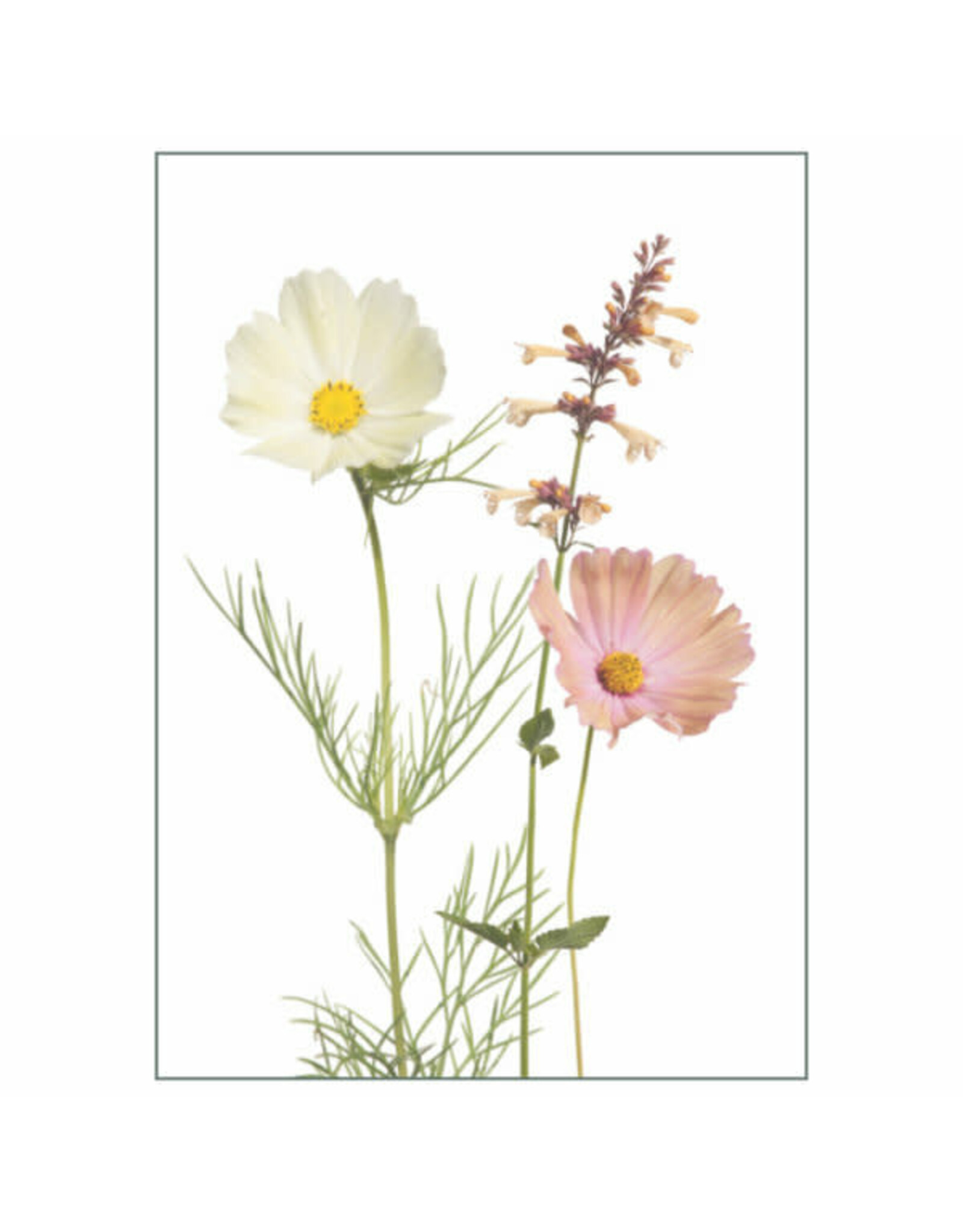 Lang & Schrödter Wenskaart - Apricotta - Dubbele kaart + Envelop