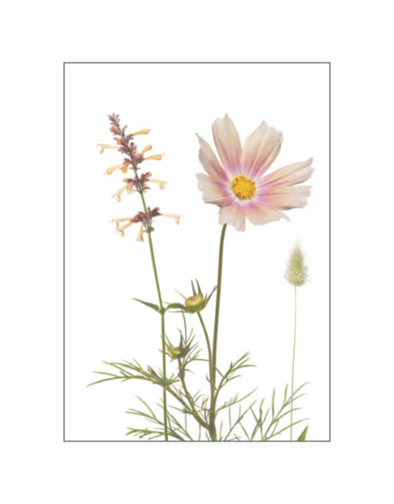 Lang & Schrödter Wenskaart - Apricotta - Dubbele kaart + Envelop