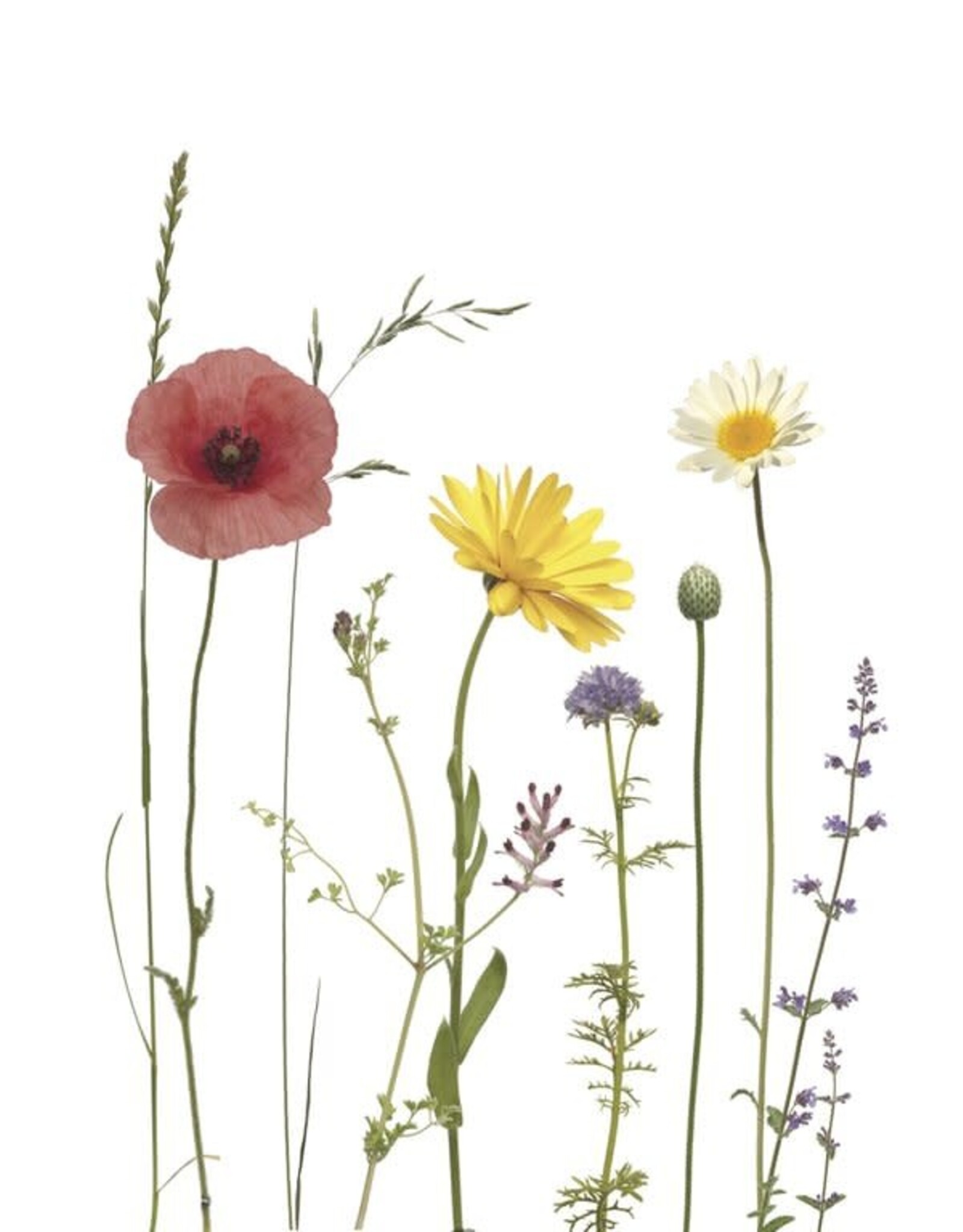 Lang & Schrödter Wenskaart - Bunte Sommerwiese - Dubbele kaart + Envelop