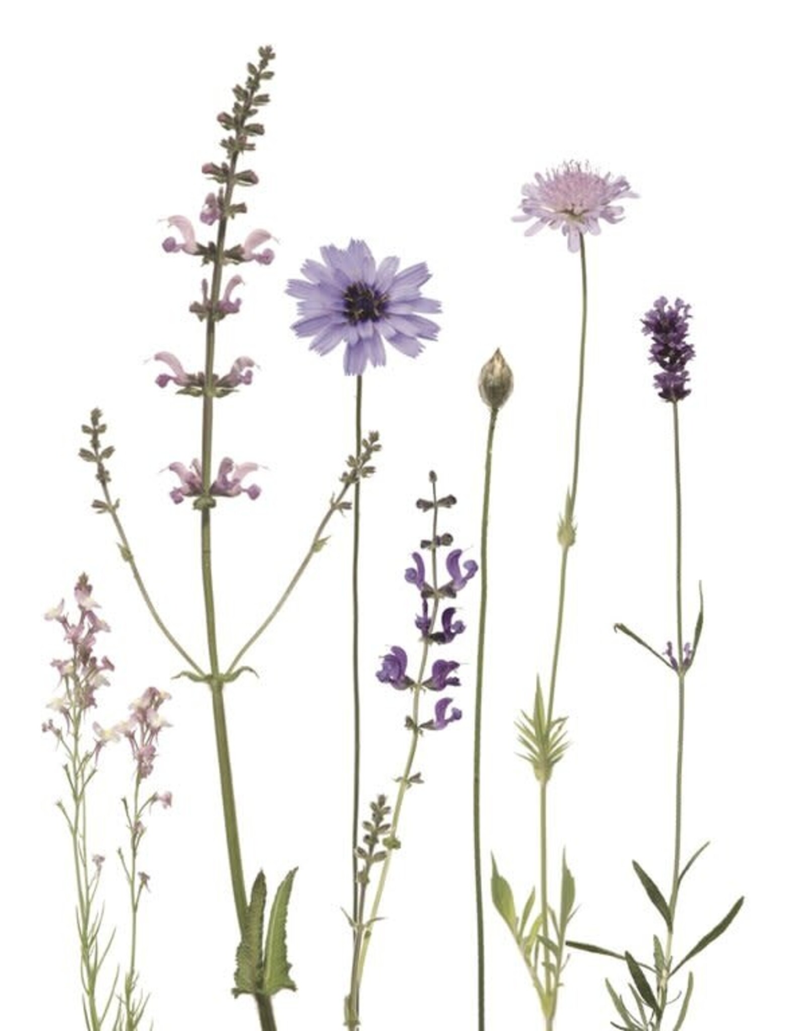 Lang & Schrödter Wenskaart - Rasselblume - Dubbele kaart + Envelop