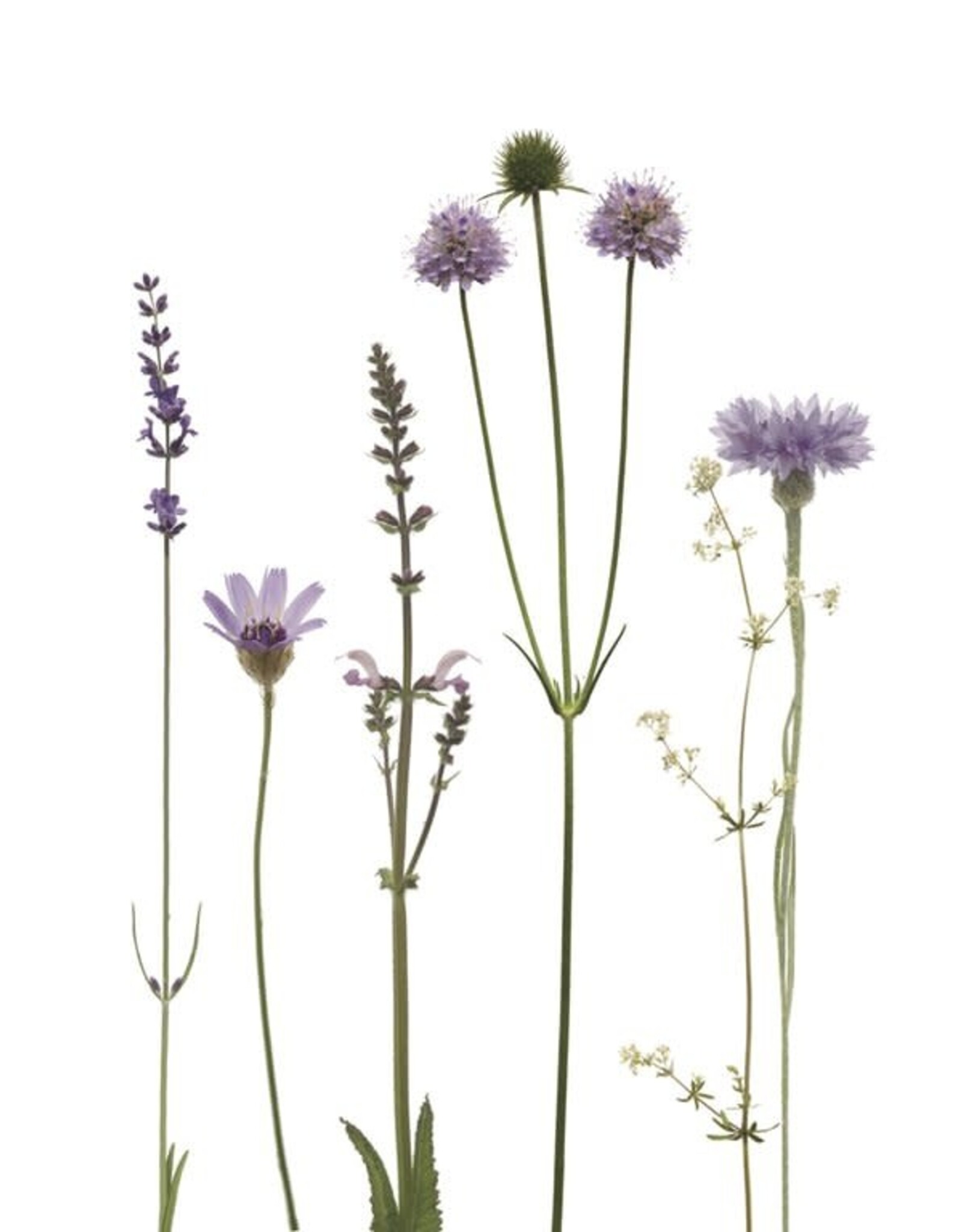 Lang & Schrödter Wenskaart - Rasselblume - Dubbele kaart + Envelop