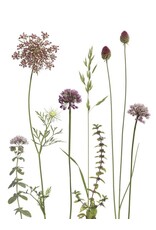 Lang & Schrödter Wenskaart - Allium & Karotte - Dubbele kaart + Envelop