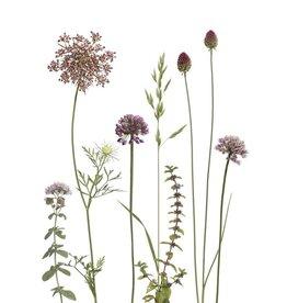 Lang & Schrödter Wenskaart - Allium & Karotte - Dubbele kaart + Envelop