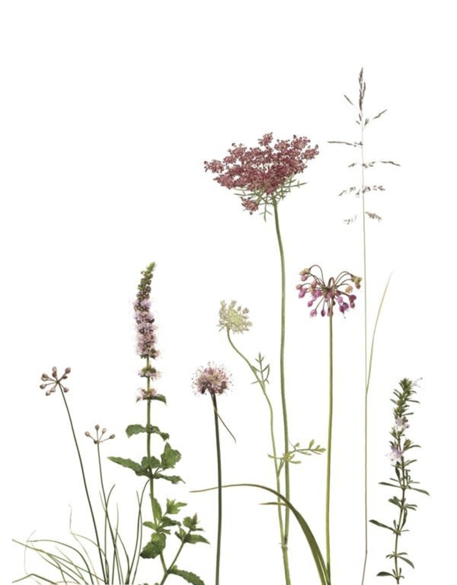 Lang & Schrödter Wenskaart - Allium & Karotte - Dubbele kaart + Envelop