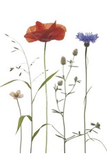 Lang & Schrödter Wenskaart - Ackerkräuter - Dubbele kaart + Envelop