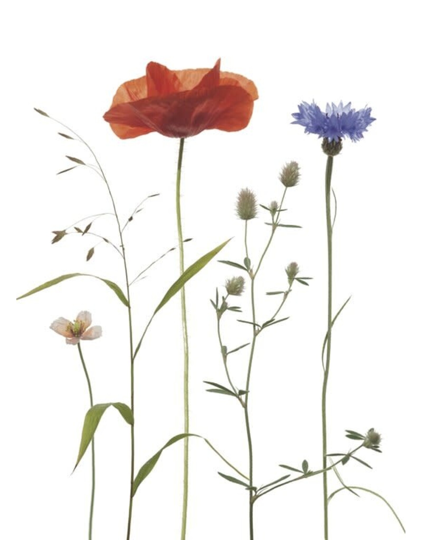 Lang & Schrödter Wenskaart - Ackerkräuter - Dubbele kaart + Envelop