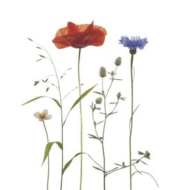 Lang & Schrödter Wenskaart - Ackerkräuter - Dubbele kaart + Envelop