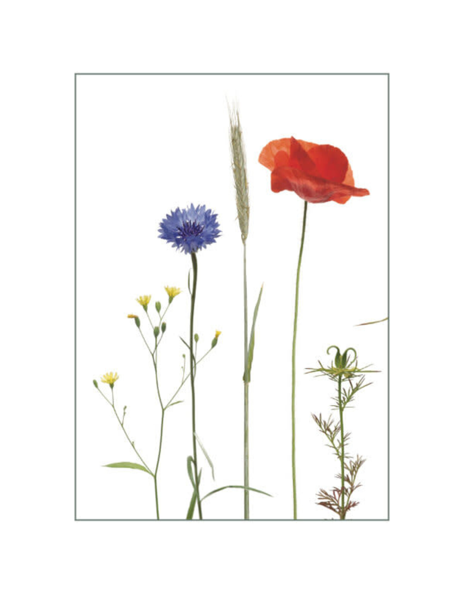 Lang & Schrödter Wenskaart - Ackerkräuter - Dubbele kaart + Envelop