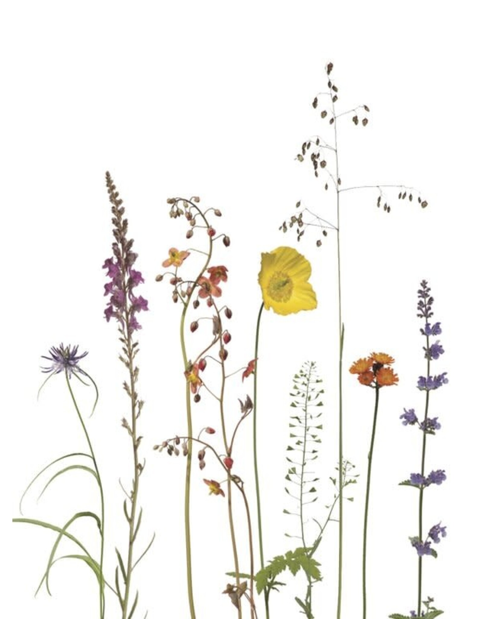 Lang & Schrödter Wenskaart - Elfenblume & Scheinmohn - Dubbele kaart + Envelop