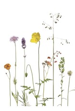 Lang & Schrödter Wenskaart - Elfenblume & Scheinmohn - Dubbele kaart + Envelop