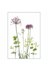 Lang & Schrödter Wenskaart - Allium&Alchemilla - Dubbele kaart + Envelop