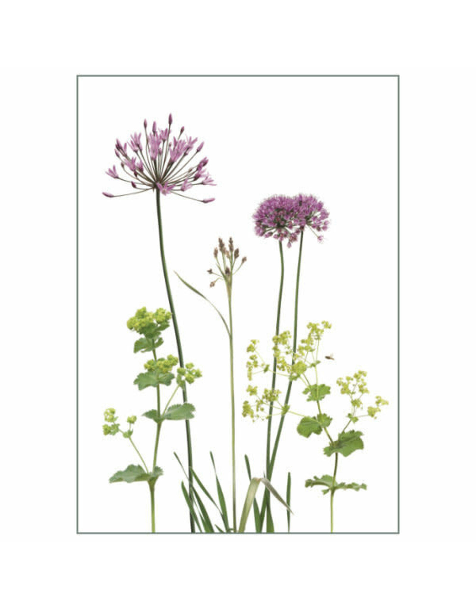 Lang & Schrödter Wenskaart - Allium&Alchemilla - Dubbele kaart + Envelop