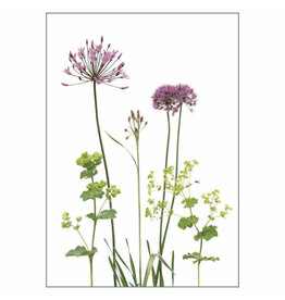 Lang & Schrödter Wenskaart - Allium&Alchemilla - Dubbele kaart + Envelop