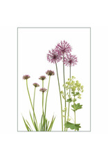 Lang & Schrödter Wenskaart - Allium&Alchemilla - Dubbele kaart + Envelop