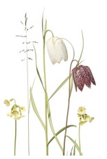 Lang & Schrödter Wenskaart - Schachbrettblume - Dubbele kaart + Envelop