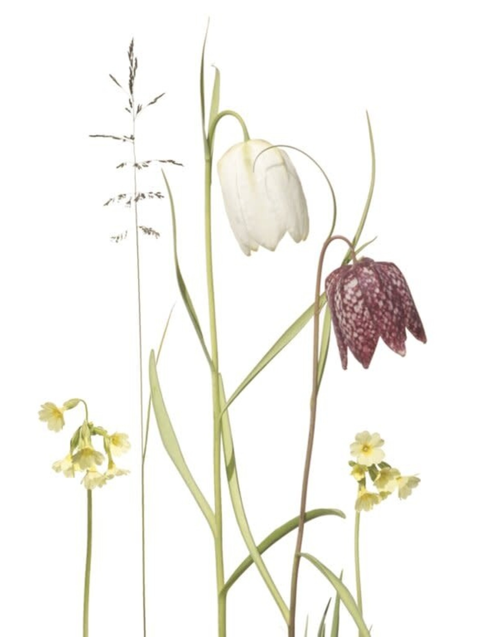 Lang & Schrödter Wenskaart - Schachbrettblume - Dubbele kaart + Envelop