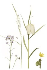 Lang & Schrödter Wenskaart - Schachbrettblume - Dubbele kaart + Envelop