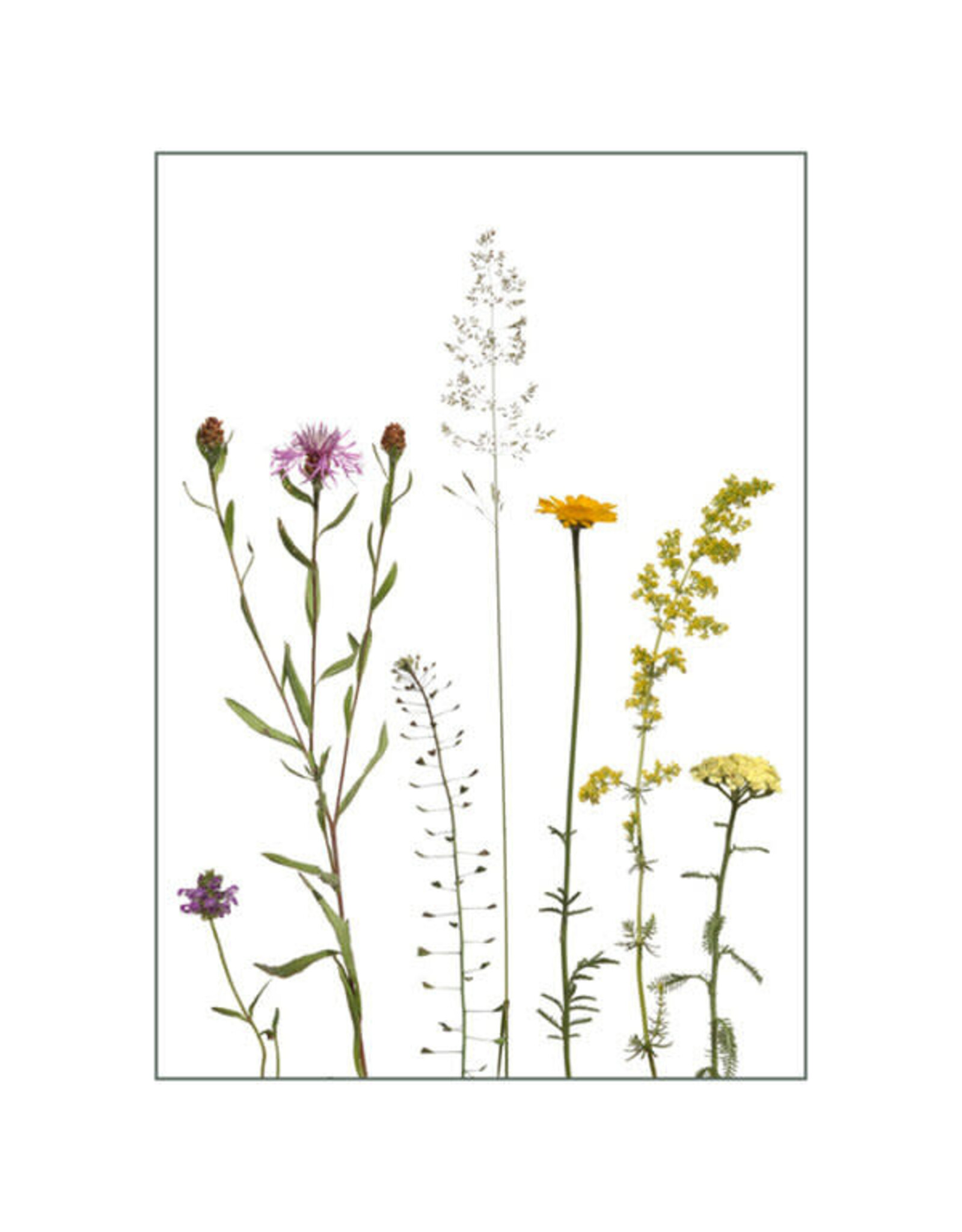 Lang & Schrödter Wenskaart - Bienenfreunde - Dubbele kaart + Envelop