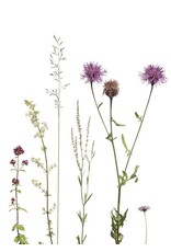 Lang & Schrödter Wenskaart - Bienenfreunde - Dubbele kaart + Envelop