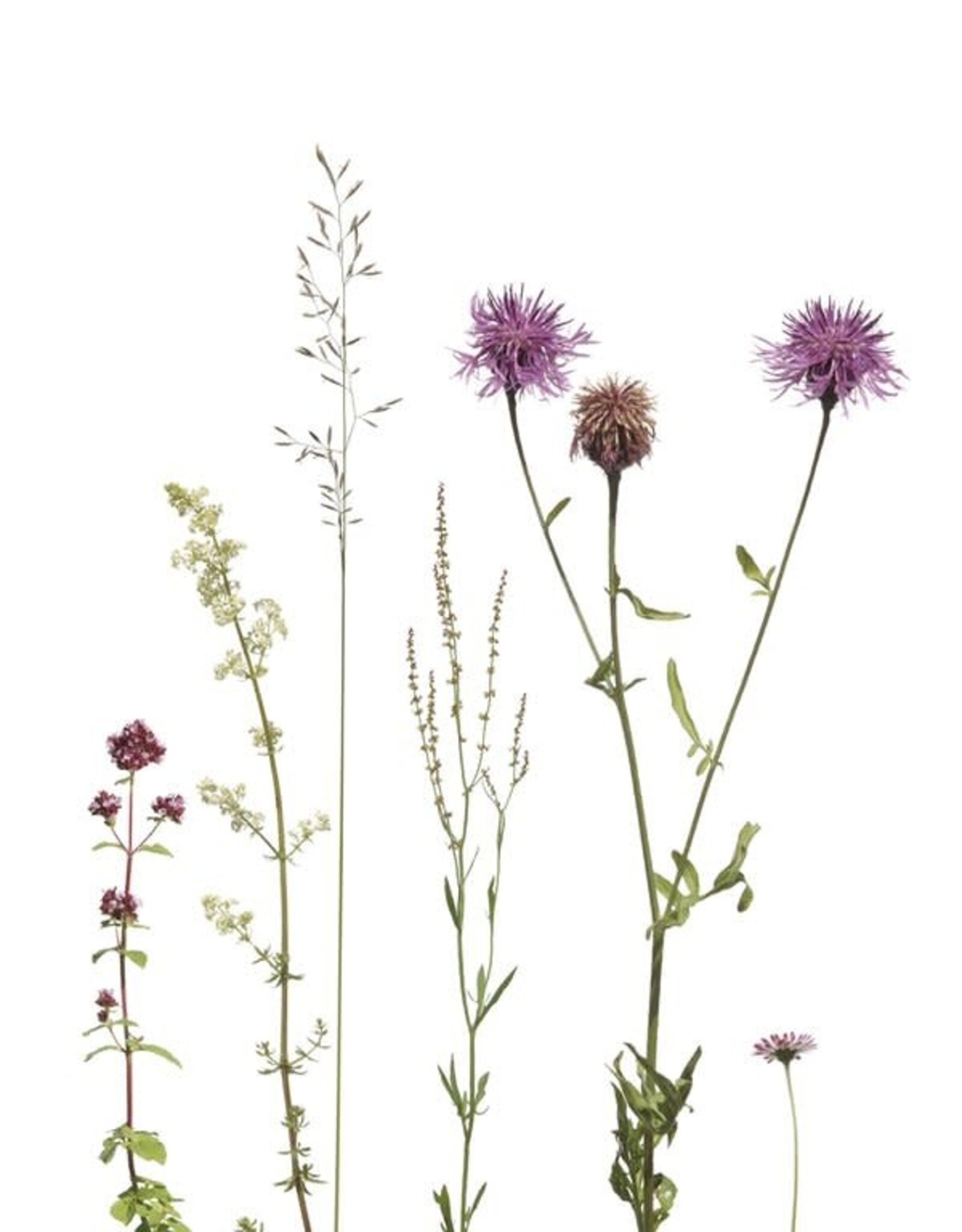 Lang & Schrödter Wenskaart - Bienenfreunde - Dubbele kaart + Envelop