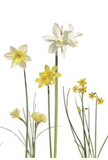 Lang & Schrödter Wenskaart - Narzissen - Dubbele kaart + Envelop