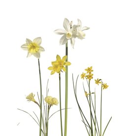 Lang & Schrödter Wenskaart - Narzissen - Dubbele kaart + Envelop