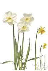 Lang & Schrödter Wenskaart - Narzissen - Dubbele kaart + Envelop