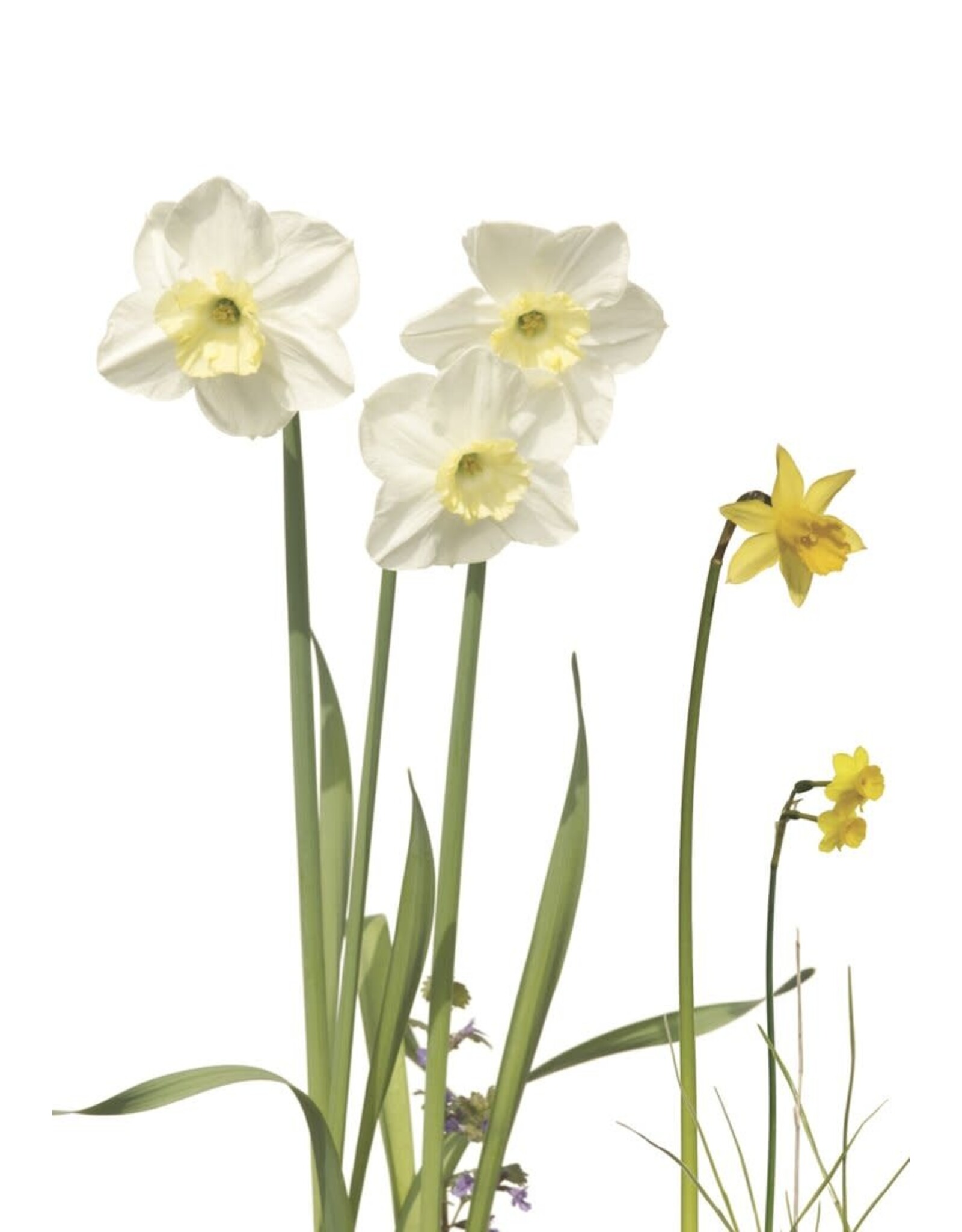 Lang & Schrödter Wenskaart - Narzissen - Dubbele kaart + Envelop