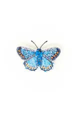 Trovelore Broche - Adonis Blue Butterfly - 4,5x6,1cm