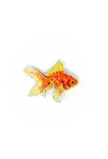 Trovelore Broche - Fantail Goldfish - 4,5x5,5cm