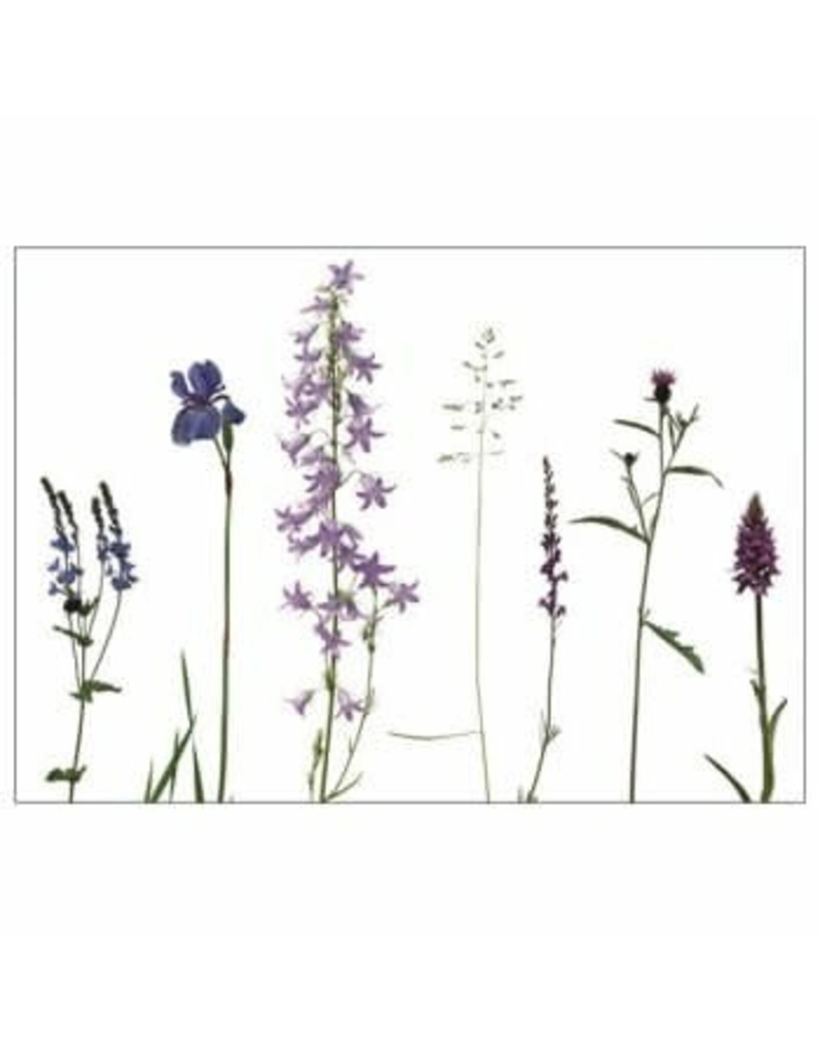 Lang & Schrödter Wenskaart - Wiese Bunt - Dubbele kaart + Envelop