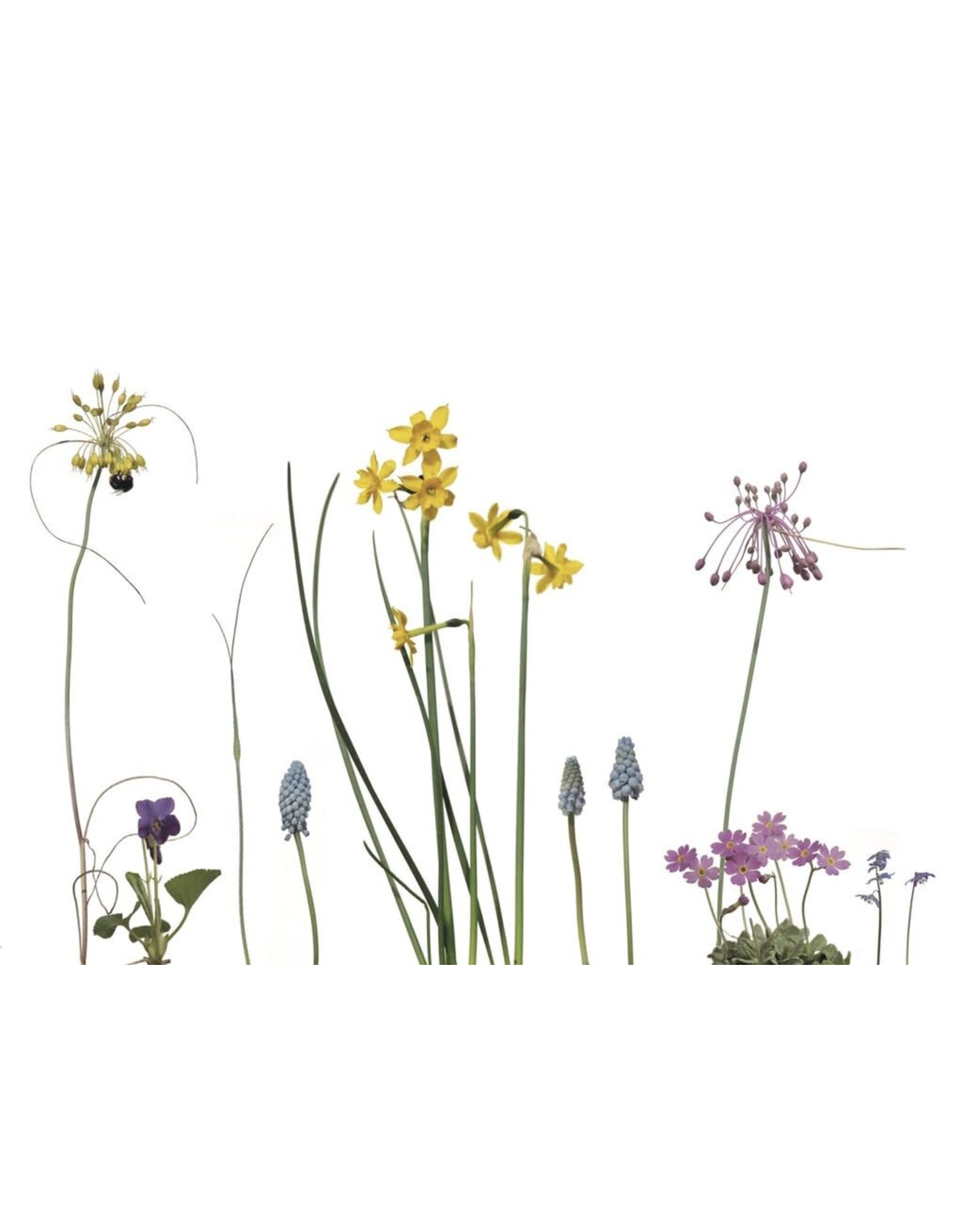 Lang & Schrödter Wenskaart - Zwiebelblüher - Dubbele kaart + Envelop