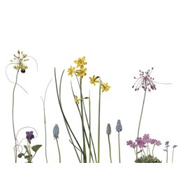 Lang & Schrödter Wenskaart - Zwiebelblüher - Dubbele kaart + Envelop