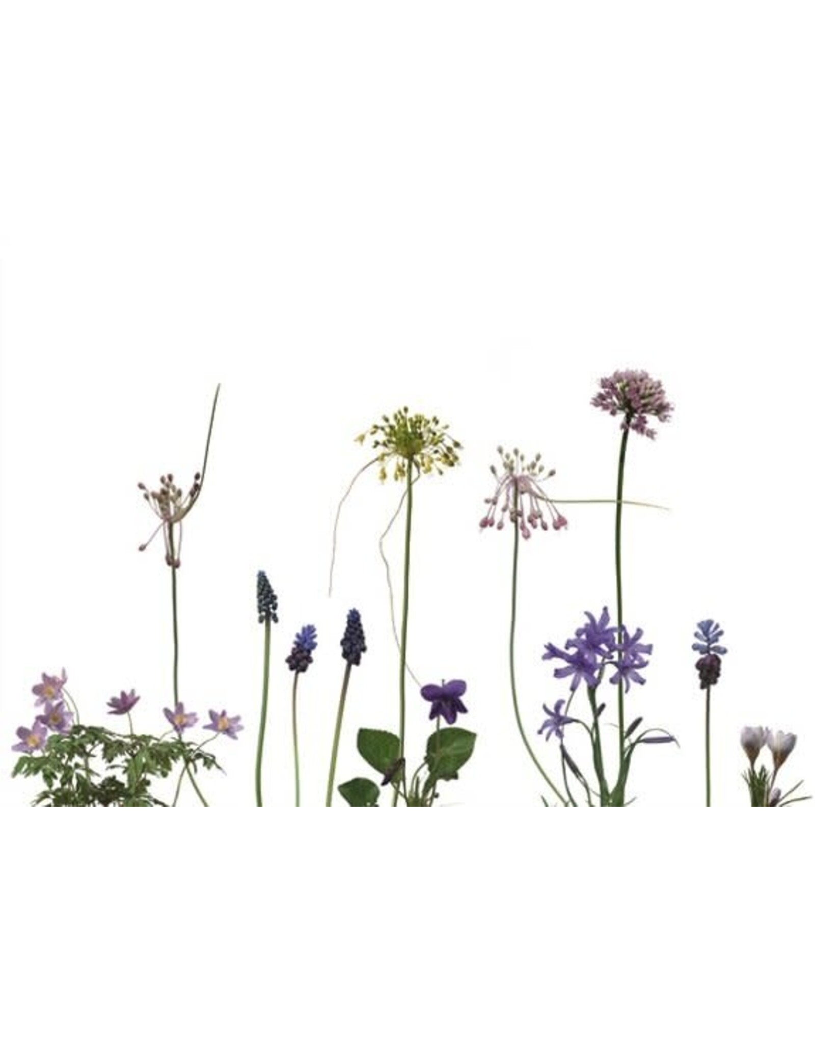 Lang & Schrödter Wenskaart - Zwiebelblüher - Dubbele kaart + Envelop