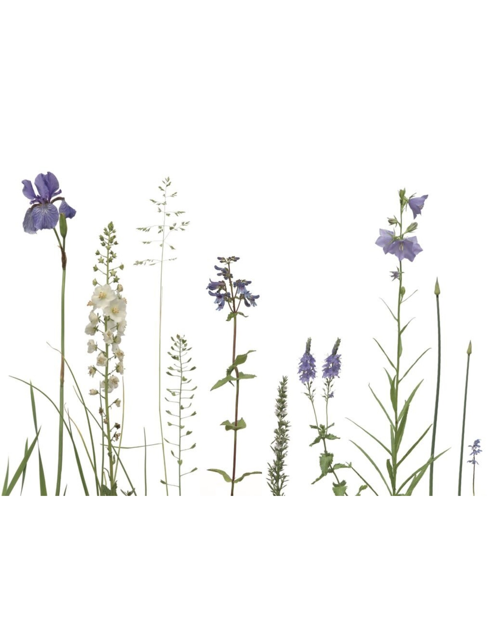 Lang & Schrödter Wenskaart - Wiese Blau - Dubbele kaart + Envelop