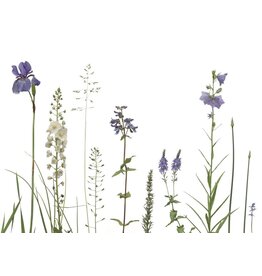 Lang & Schrödter Wenskaart - Wiese Blau - Dubbele kaart + Envelop