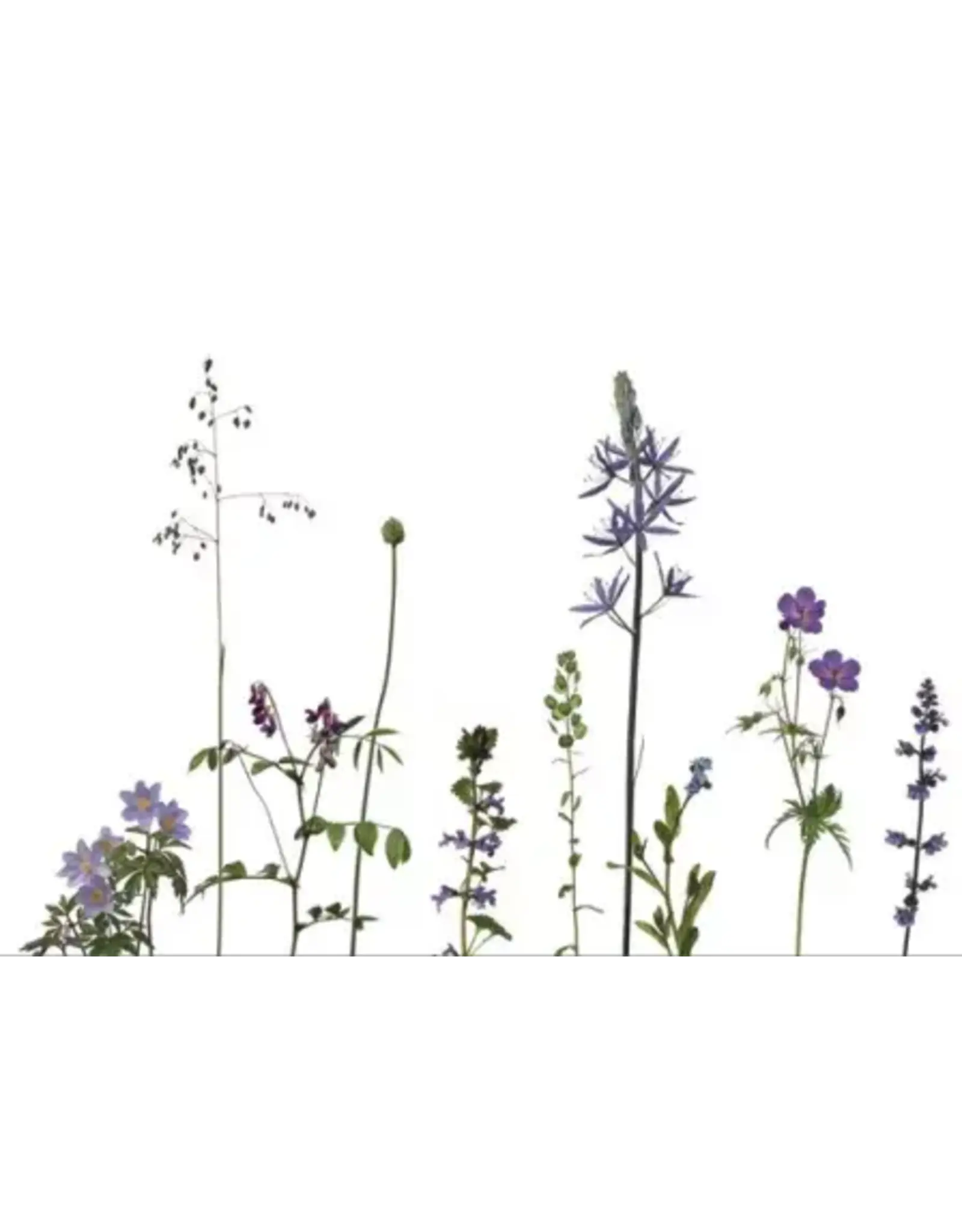 Lang & Schrödter Wenskaart - Wiese Blau - Dubbele kaart + Envelop