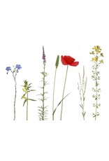 Lang & Schrödter Wenskaart - Wilder Sommer - Dubbele kaart + Envelop