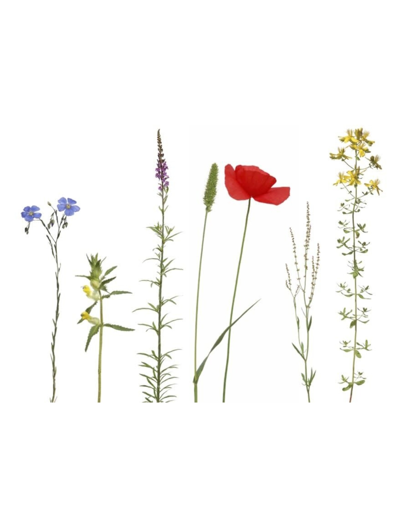 Lang & Schrödter Wenskaart - Wilder Sommer - Dubbele kaart + Envelop