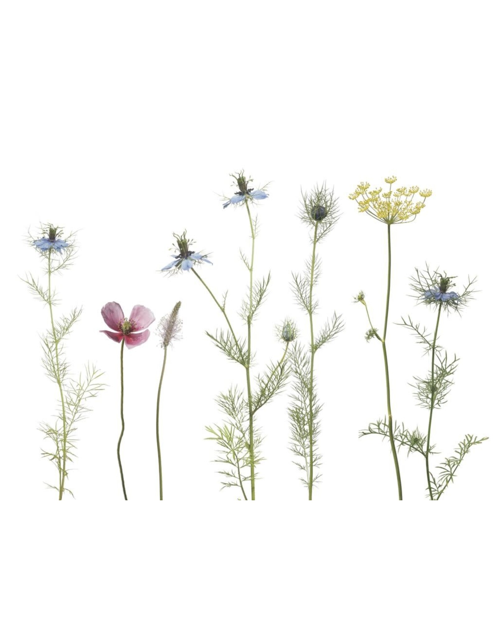 Lang & Schrödter Wenskaart - Nigella - Dubbele kaart + Envelop