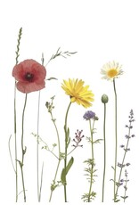 Lang & Schrödter Wenskaart - Bunte Sommerwiese - Dubbele kaart + Envelop