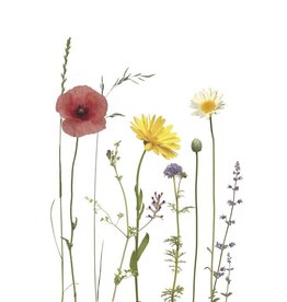 Lang & Schrödter Wenskaart - Bunte Sommerwiese - Dubbele kaart + Envelop