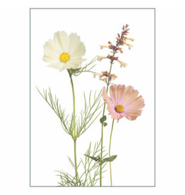 Lang & Schrödter Wenskaart - Apricotta - Dubbele kaart + Envelop