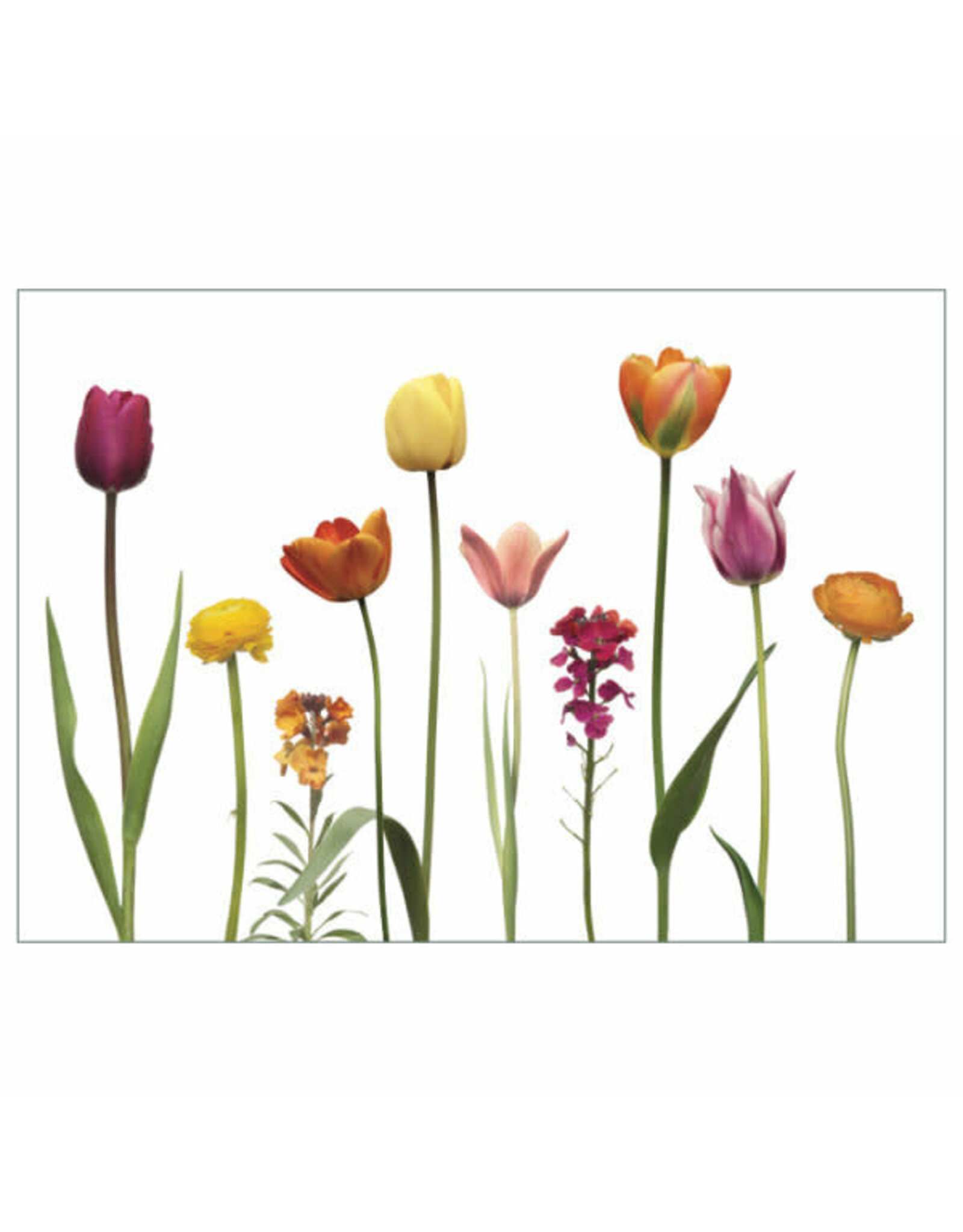 Lang & Schrödter Wenskaart - Tulpen - Dubbele kaart + Envelop