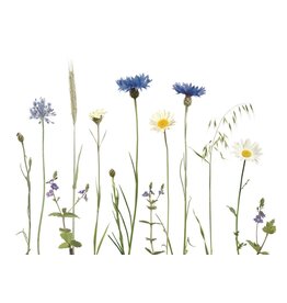 Lang & Schrödter Wenskaart - Kornblumenwiese - Dubbele kaart + Envelop