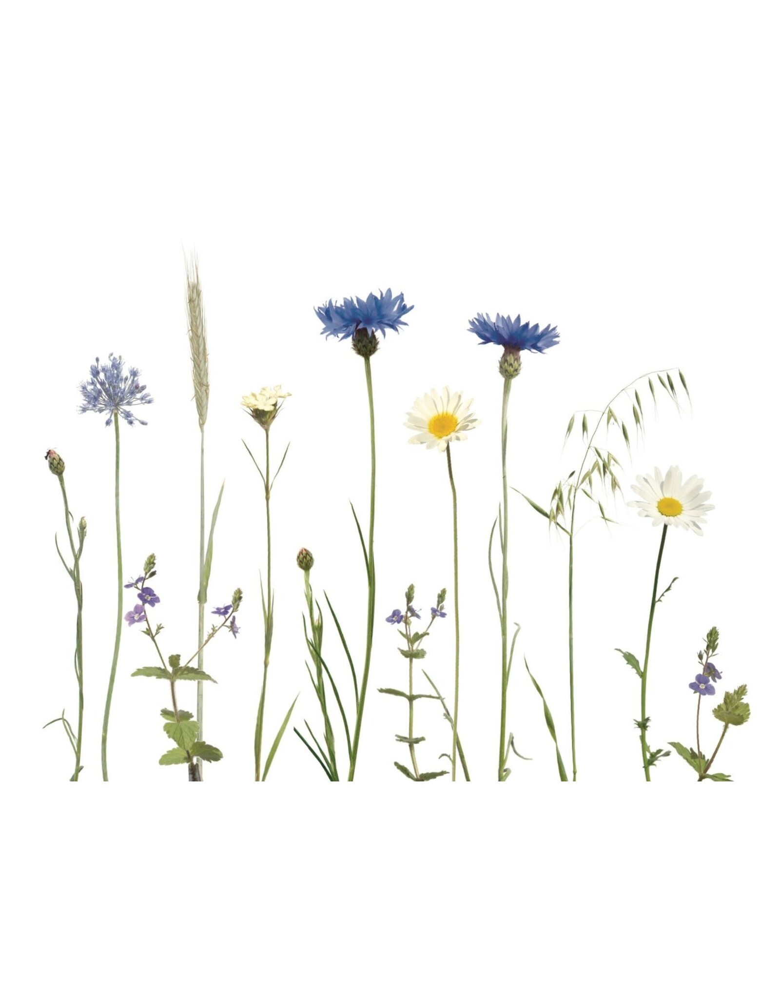 Lang & Schrödter Wenskaart - Kornblumenwiese - Dubbele kaart + Envelop