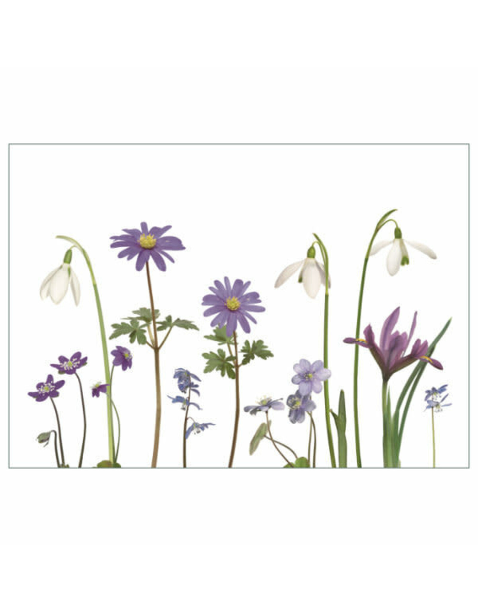 Lang & Schrödter Wenskaart - Frühlingsblüher - Dubbele kaart + Envelop