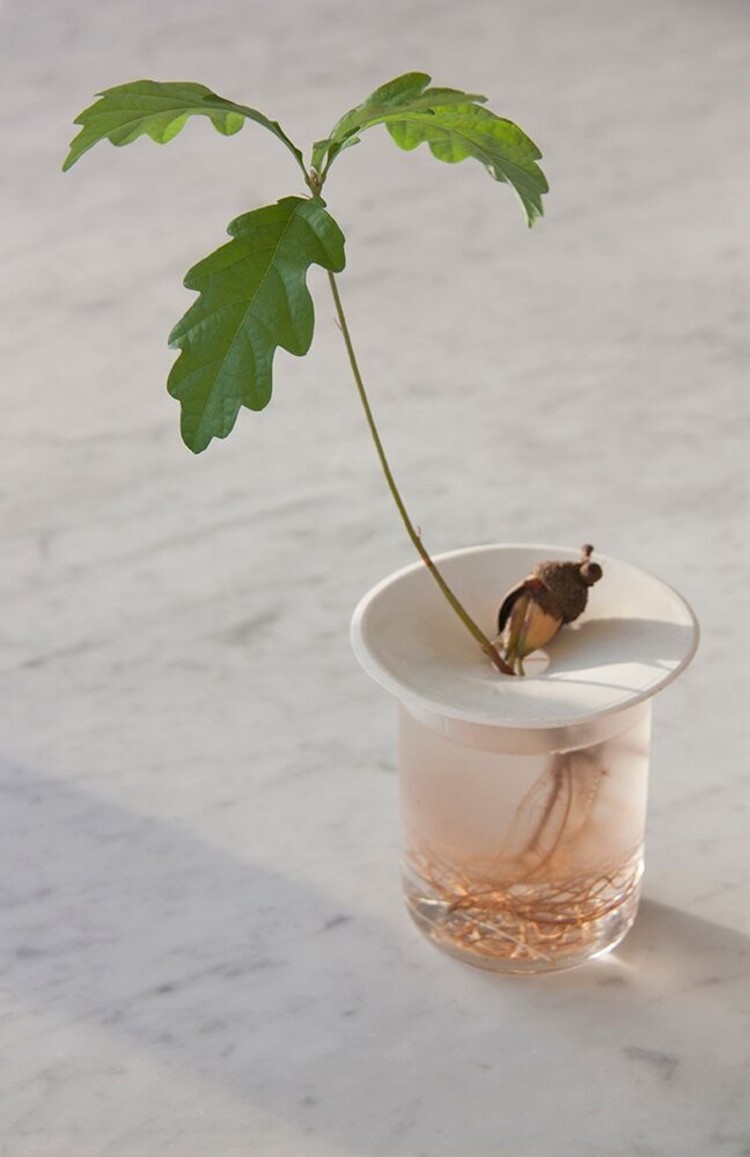 Botanopia Botanopia S