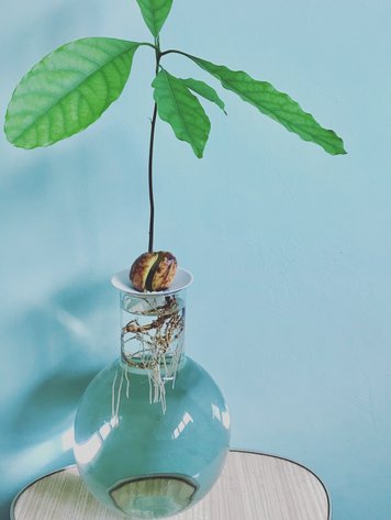 Botanopia Botanopia L